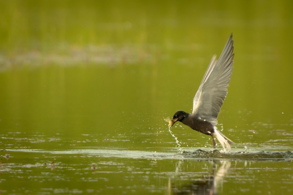 Black Tern - John Drake
