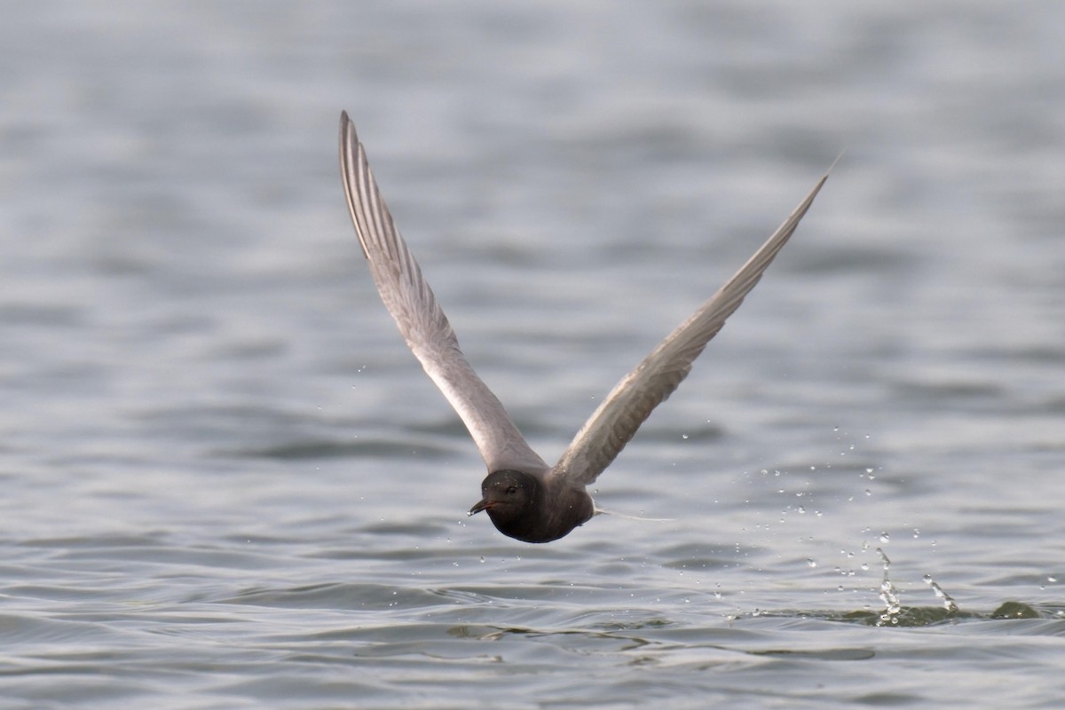 Guifette noire - ML636960445