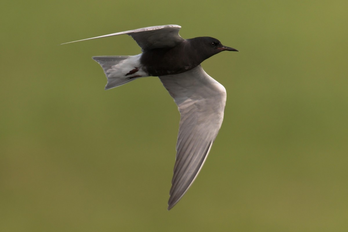 Guifette noire - ML636960447