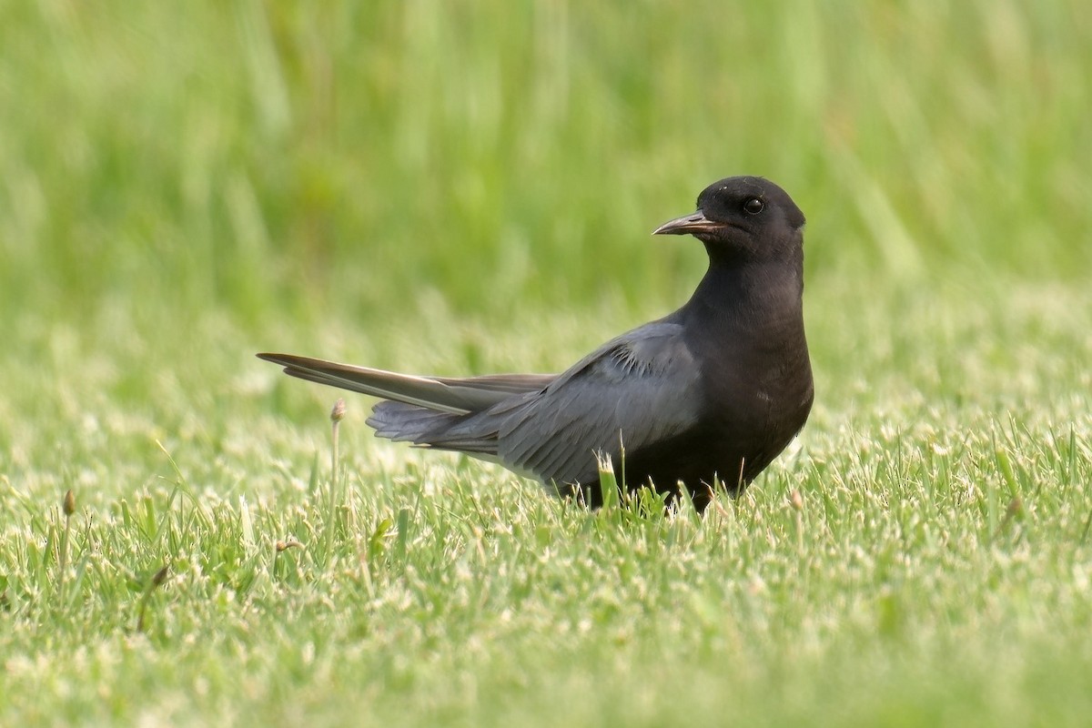 Guifette noire - ML636960448