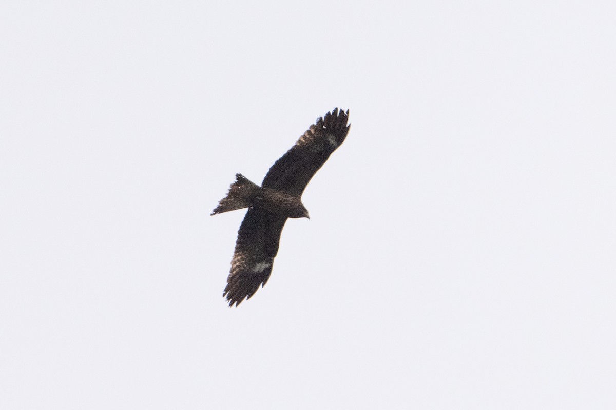 Чёрный коршун - ML636960484