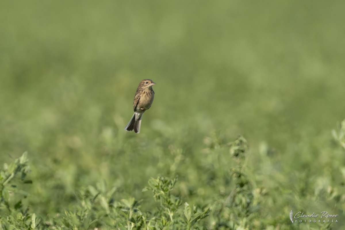 Pampas Pipit - ML636960538
