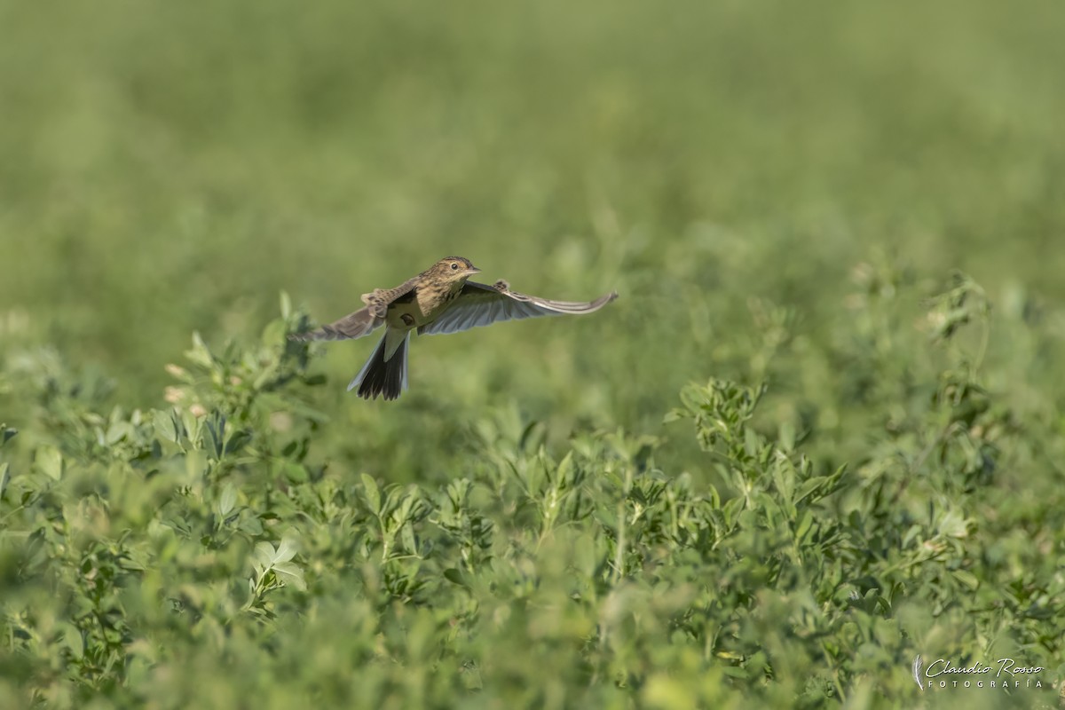 Pampas Pipit - ML636960539