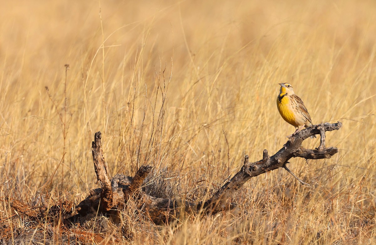 Chihuahuan Meadowlark - ML636960578