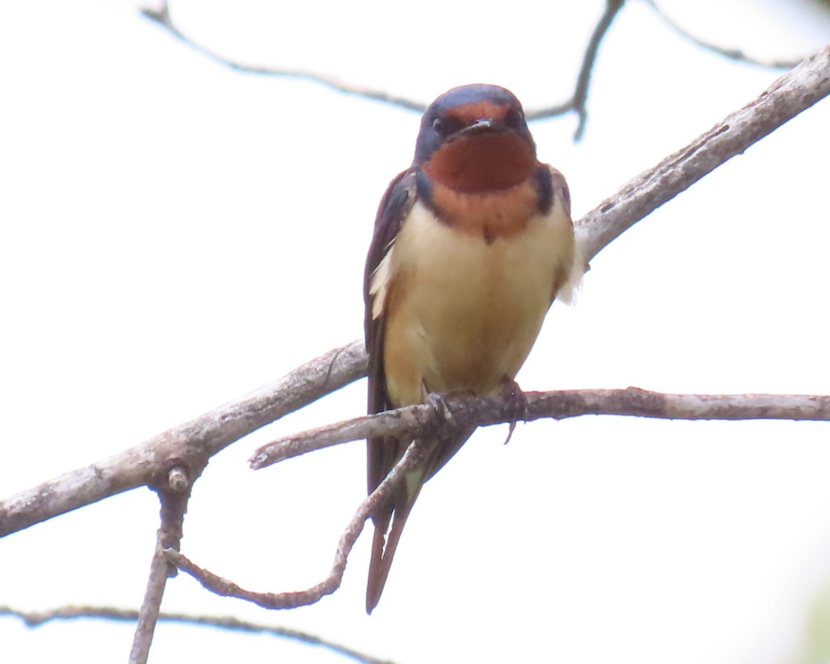 Barn Swallow - ML636960628