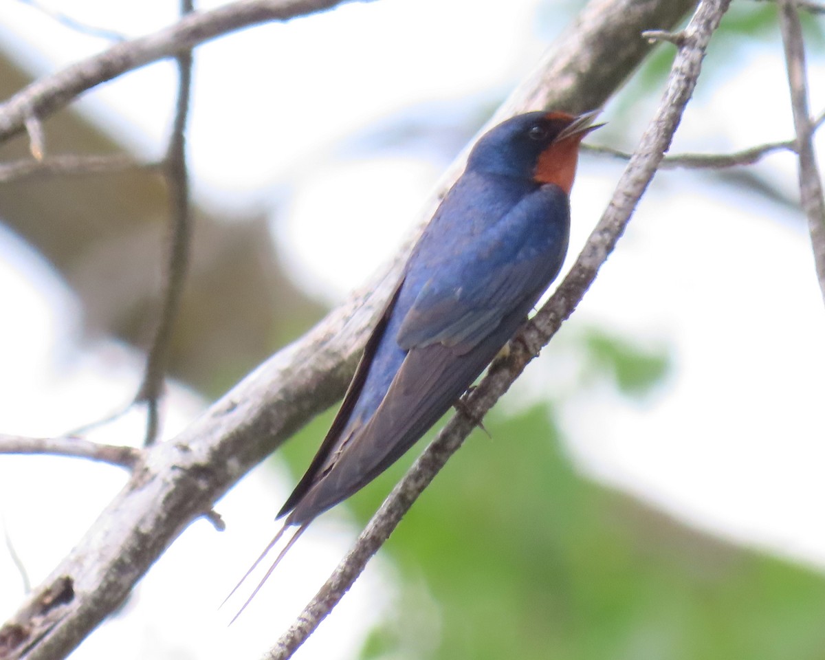 Barn Swallow - ML636960631