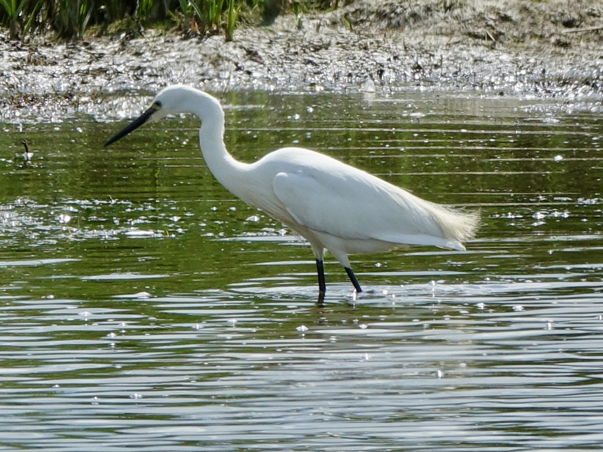 Little Egret - ML636960689