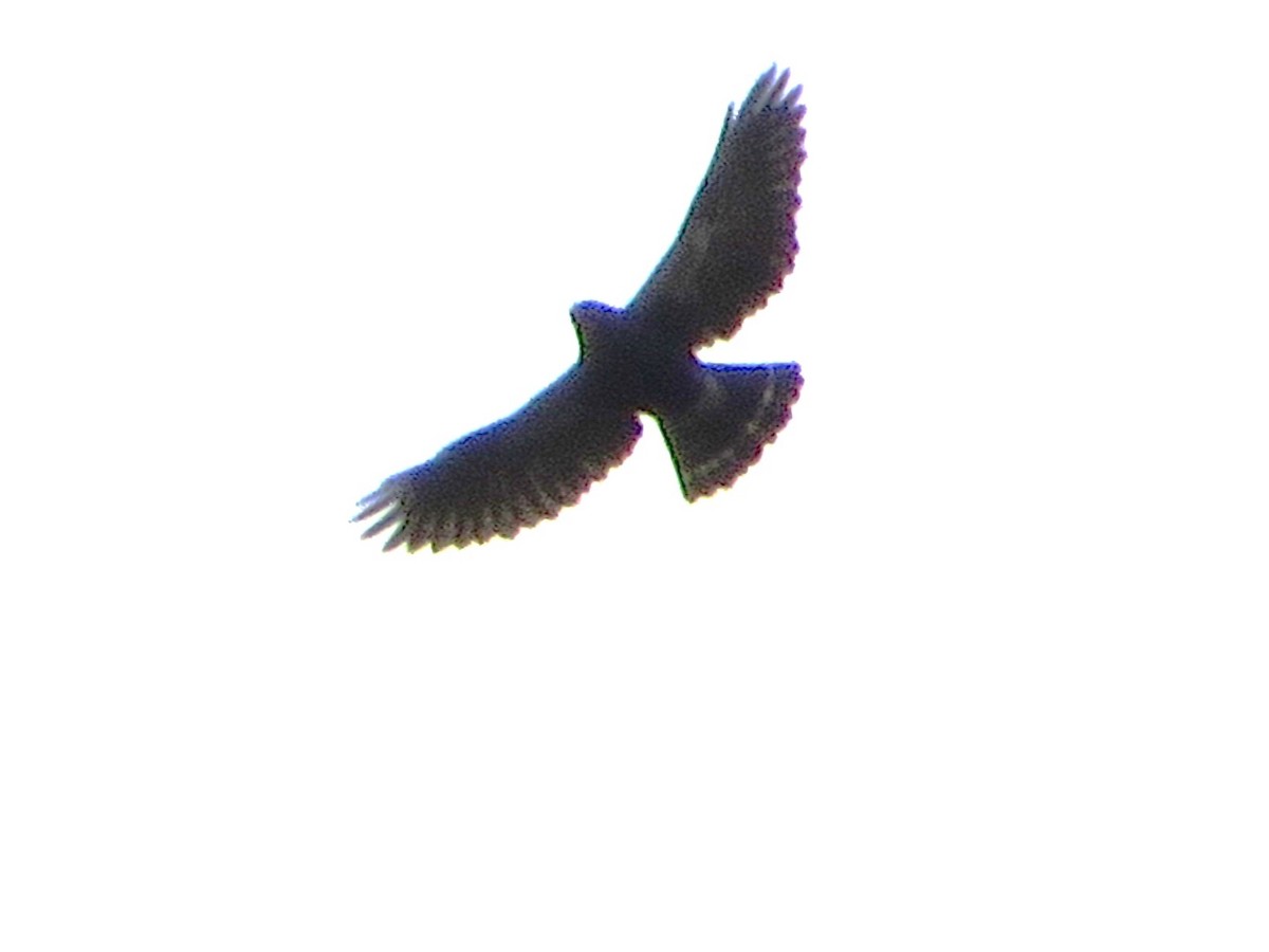 White-rumped Hawk - ML636960864