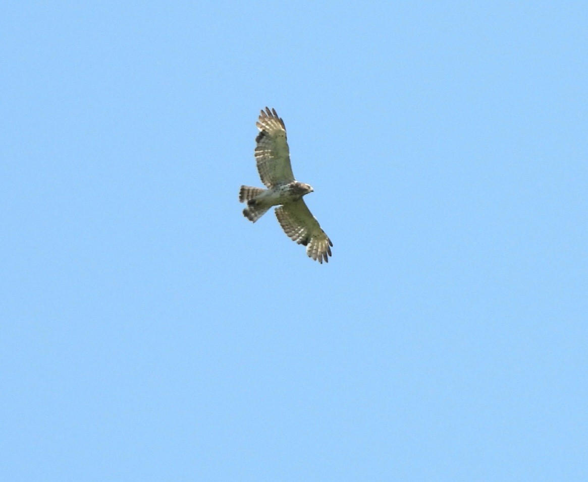 Broad-winged Hawk - ML636960888