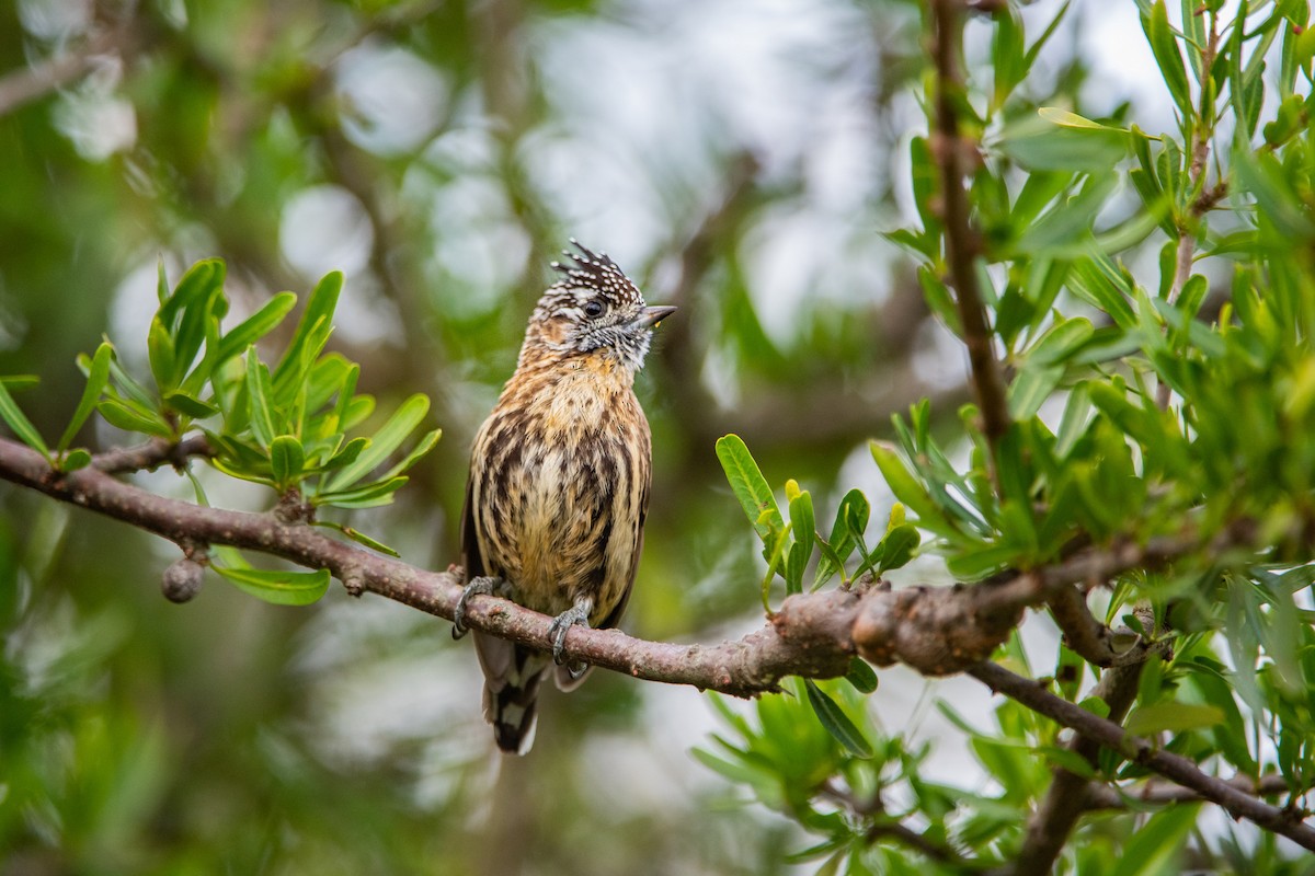 Mottled Piculet - ML636960917