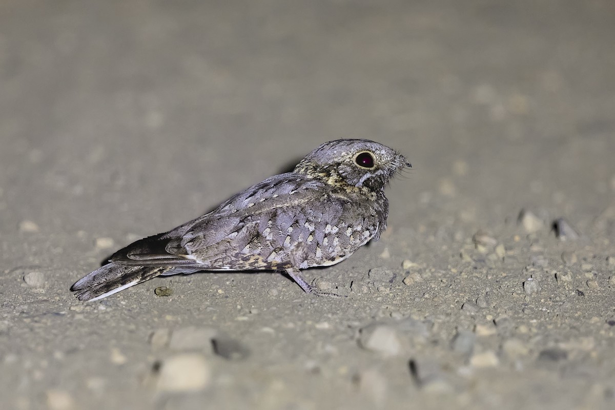 Nubian Nightjar - ML636960983