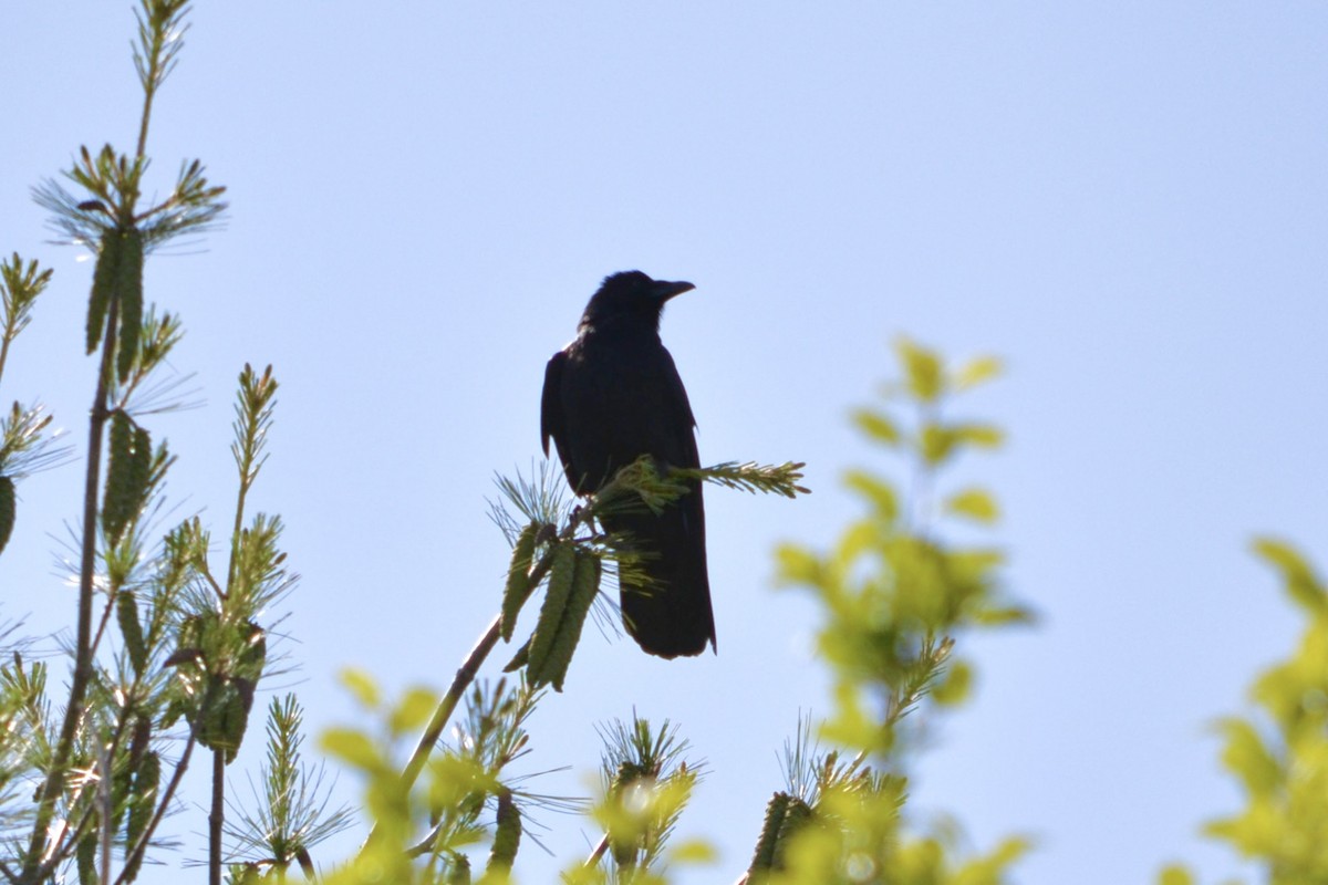 Fish Crow - ML636961041