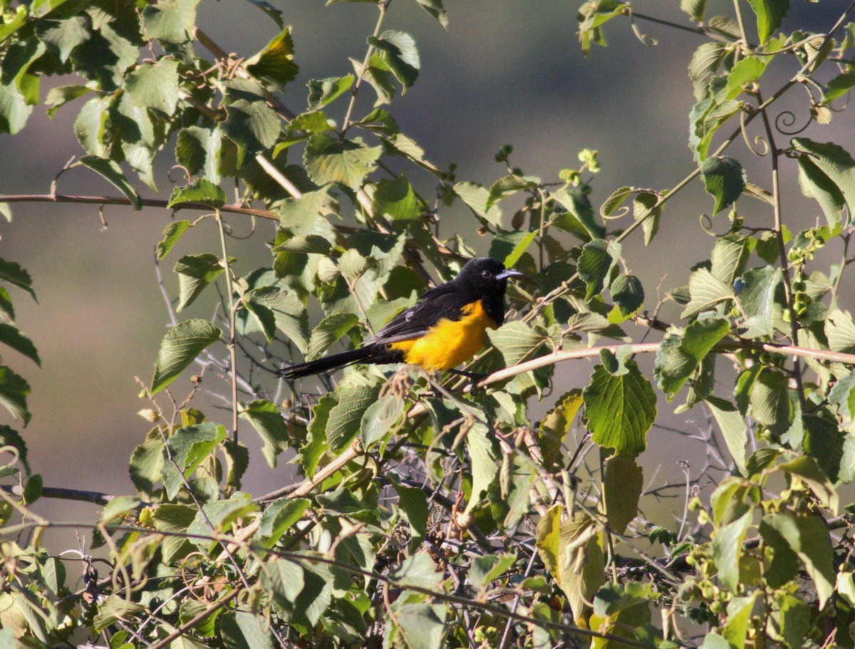 Black-vented Oriole - ML636961075