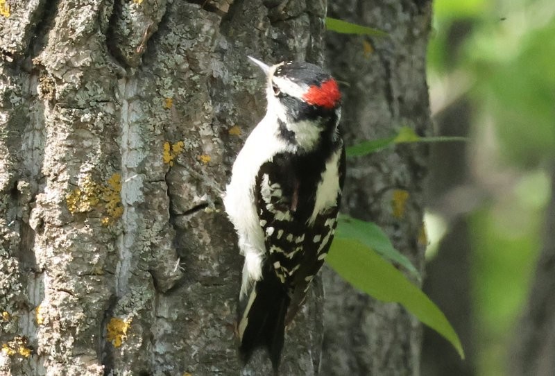 Downy Woodpecker - ML636961199