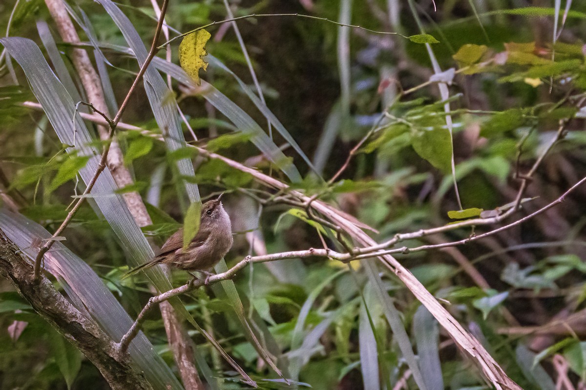 Aberrant Bush Warbler (Sunda) - ML636961453