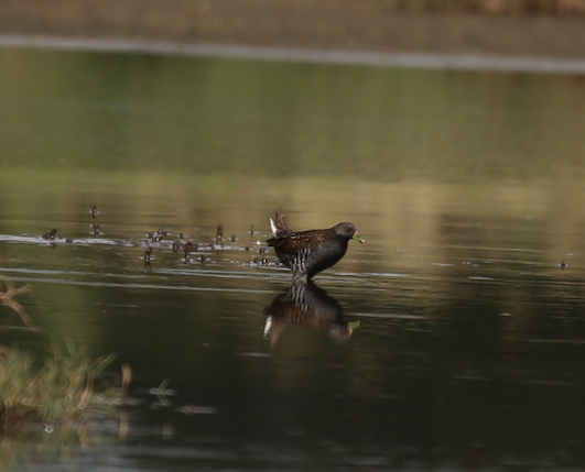 Australian Crake - ML636961537