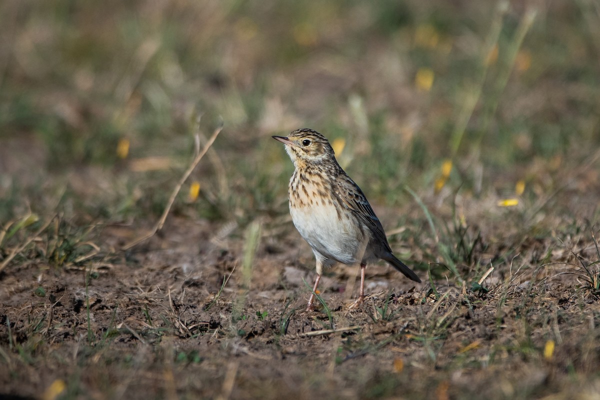 Short-billed Pipit - ML636961540