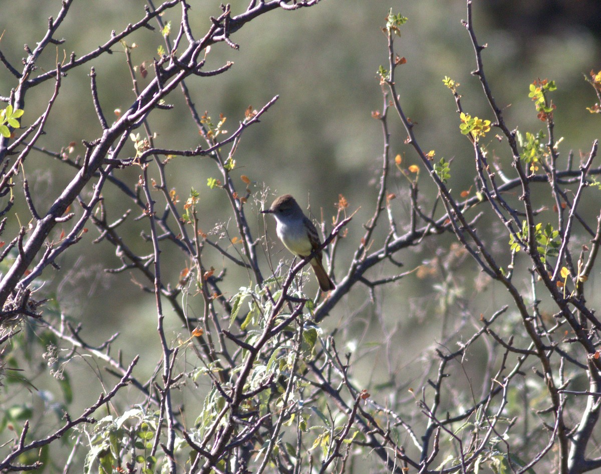 Nutting's Flycatcher - ML636961549