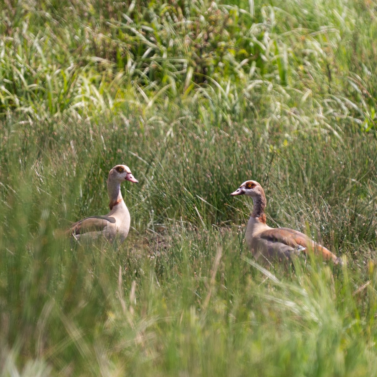 Egyptian Goose - ML636961551