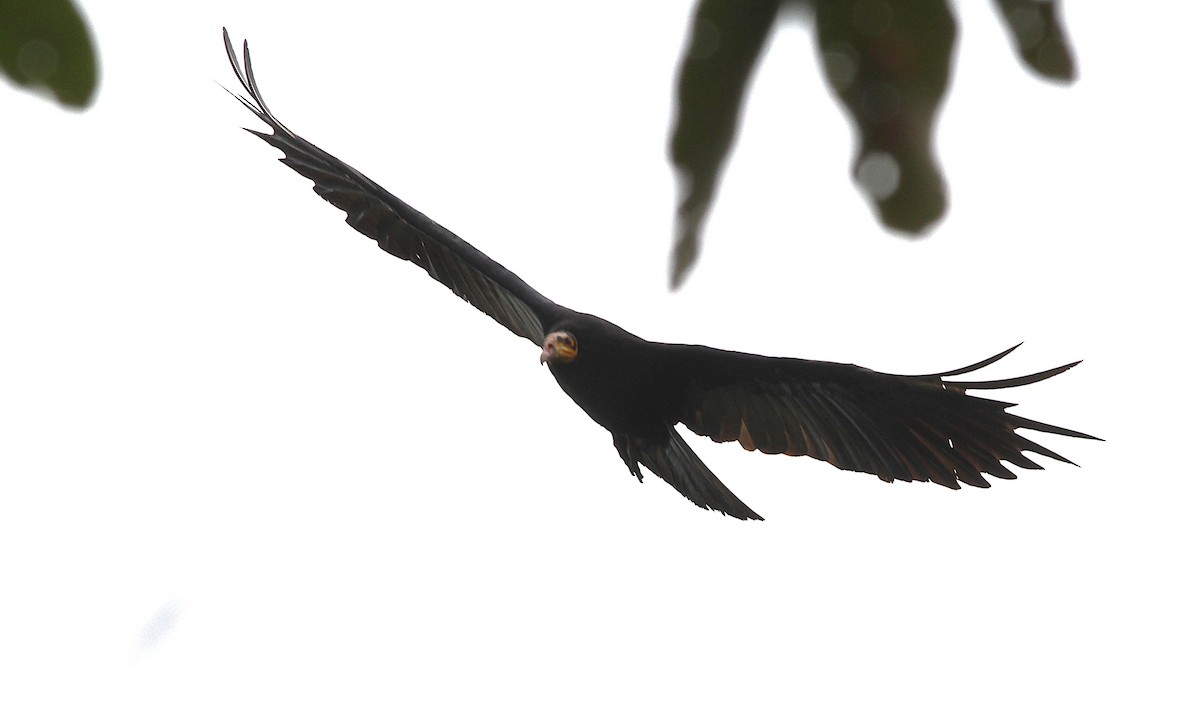 Greater Yellow-headed Vulture - ML636961615