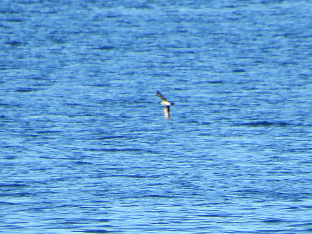 Galapagos Shearwater - ML636961664