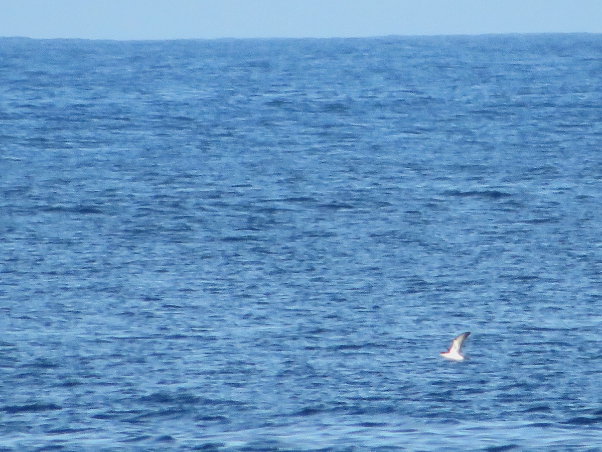 Galapagos Shearwater - ML636961665