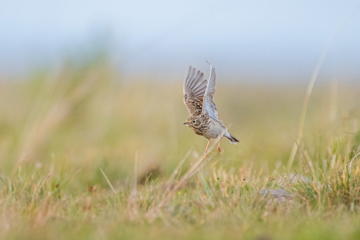 Short-billed Pipit - ML636961701