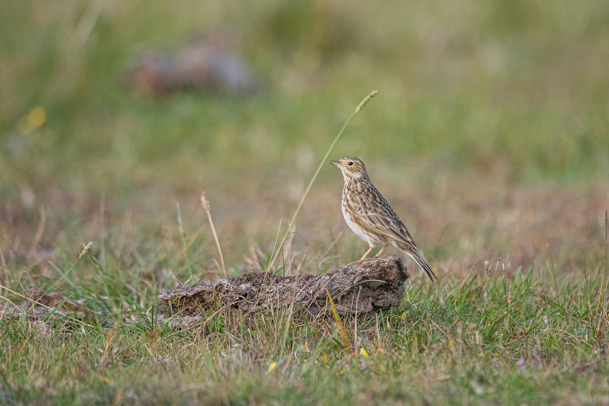 Short-billed Pipit - ML636961702