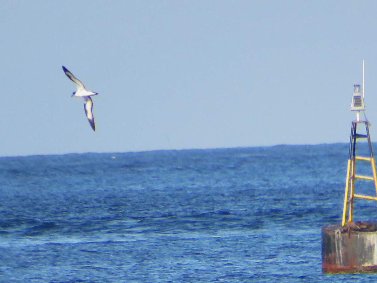 Galapagos Petrel - ML636961704