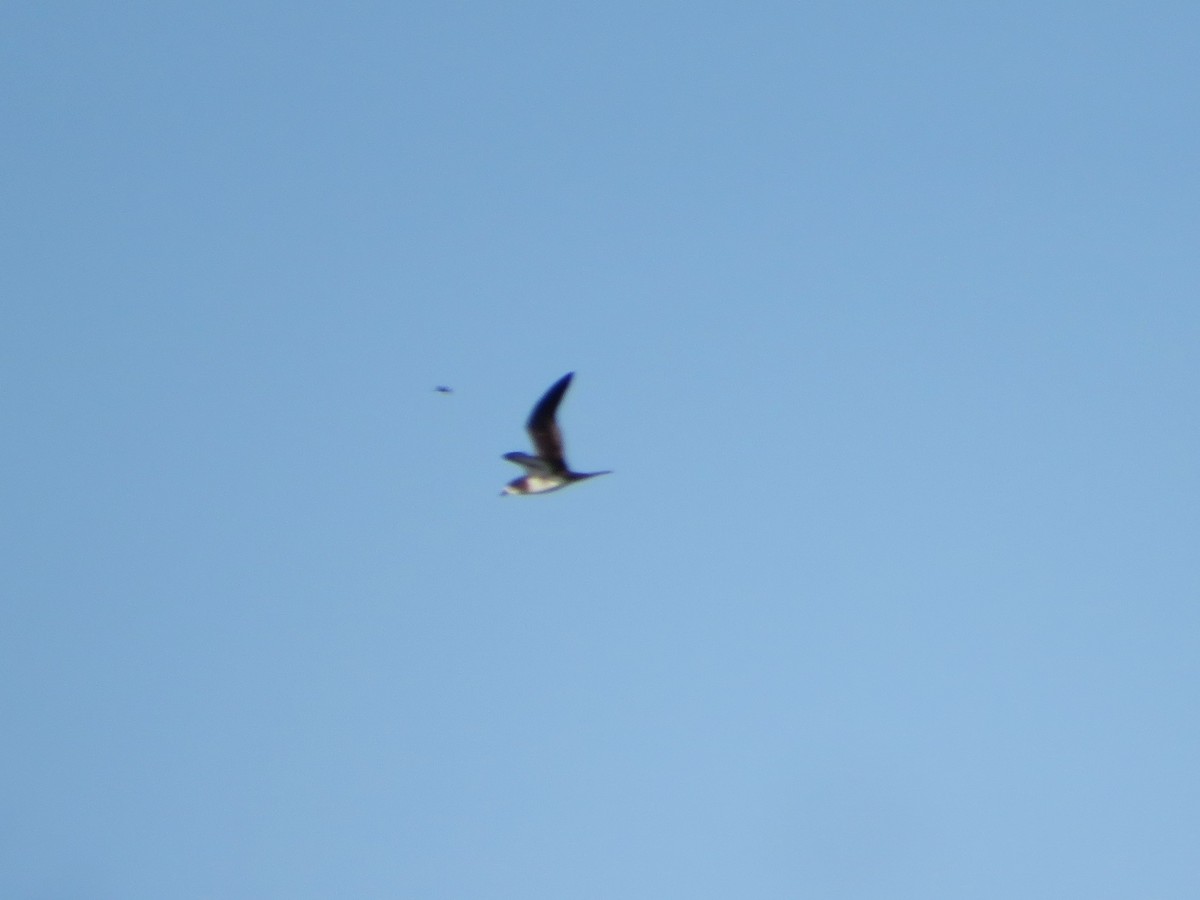 Galapagos Petrel - ML636961705