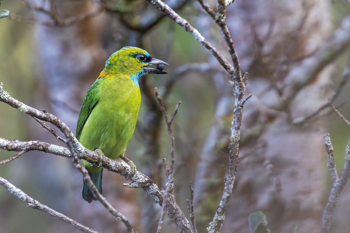 Golden-naped Barbet - ML636961821