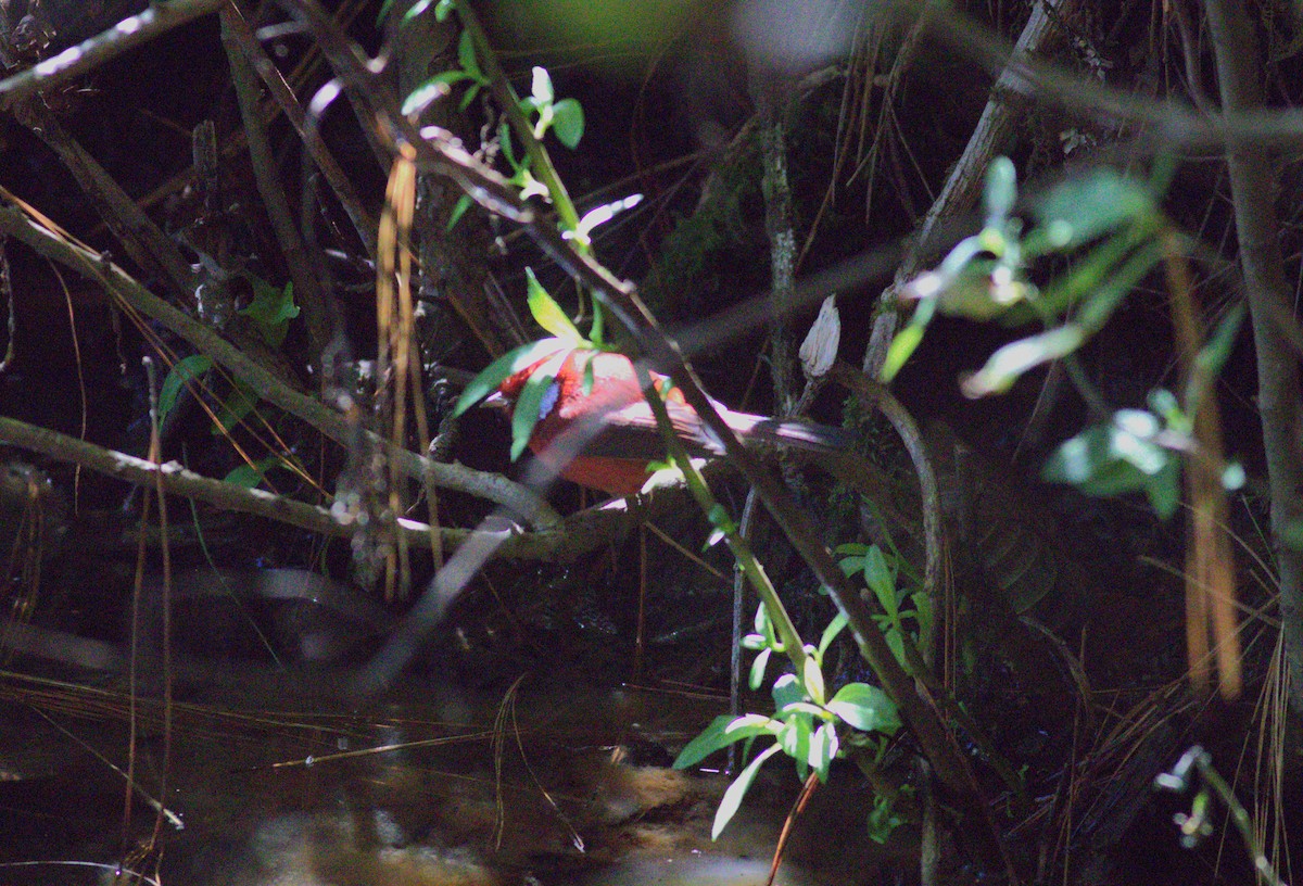 Red Warbler (White-cheeked) - ML636961841