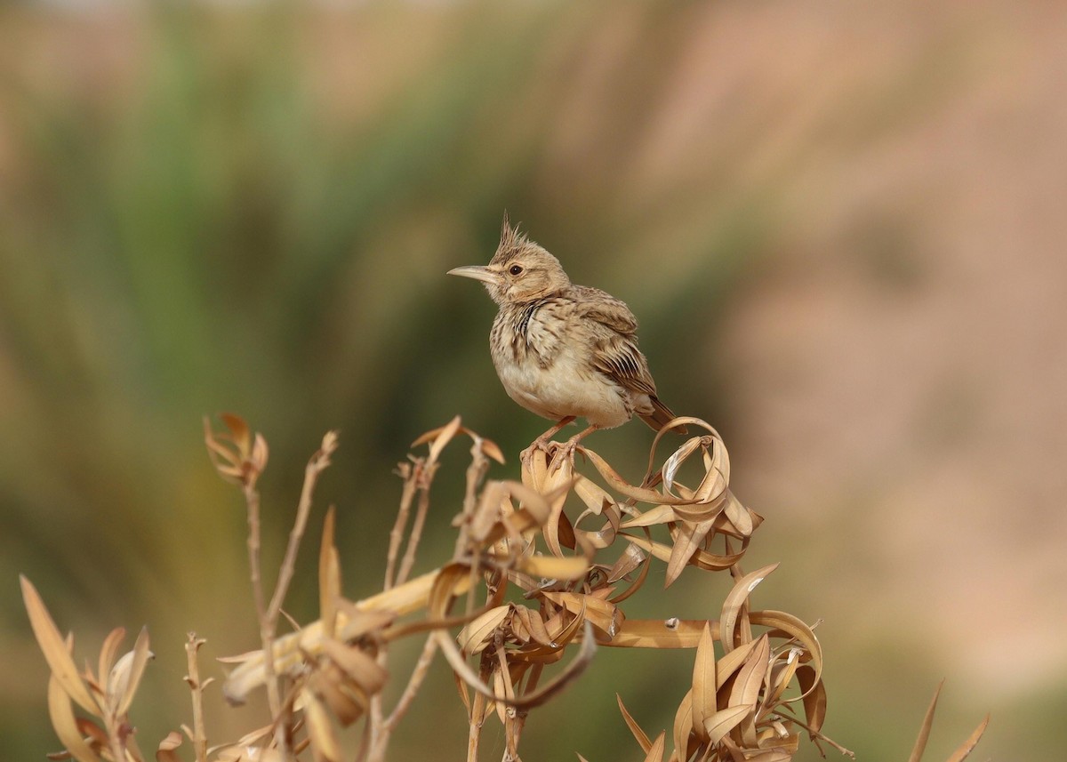 Crested Lark (Maghreb) - ML636961899