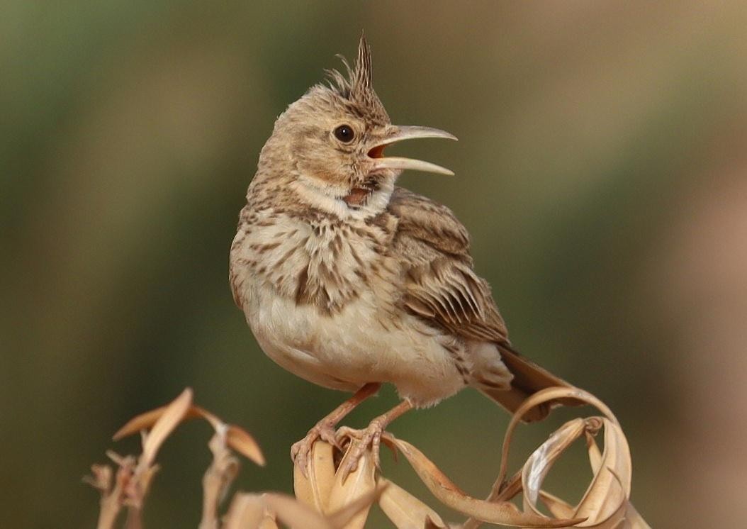 Crested Lark (Maghreb) - ML636961900
