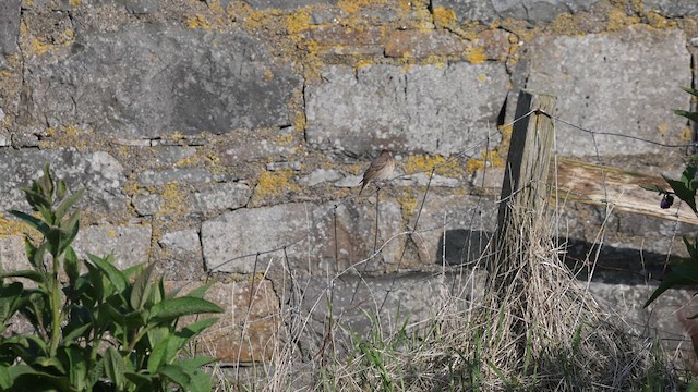Улаавар бужмар - ML636961904