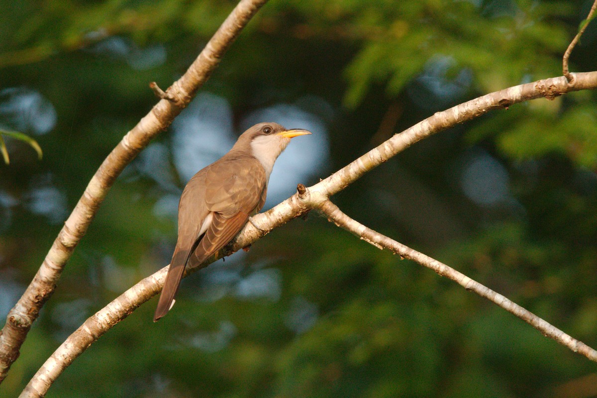 Kukutxo mokohoria - ML636961931