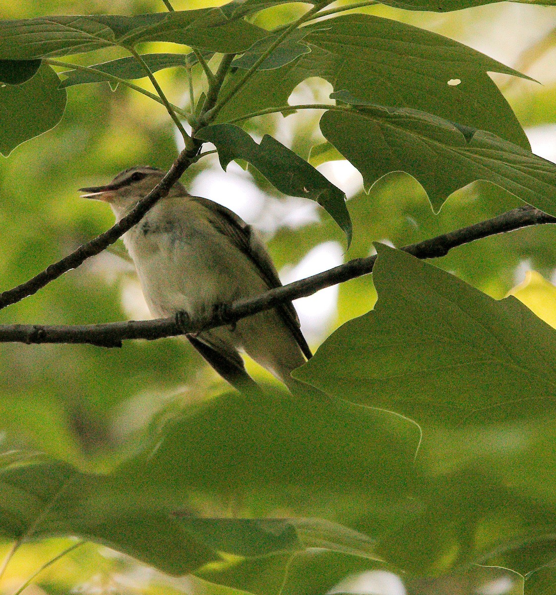 Bireo begigorria - ML636961993