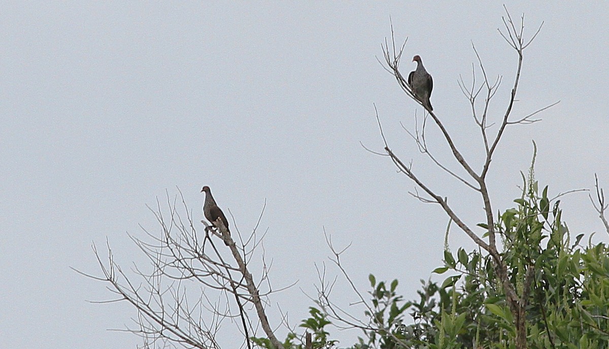 Scaled Pigeon - ML636961996