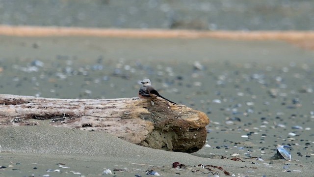 Scissor-tailed Flycatcher - ML636962004
