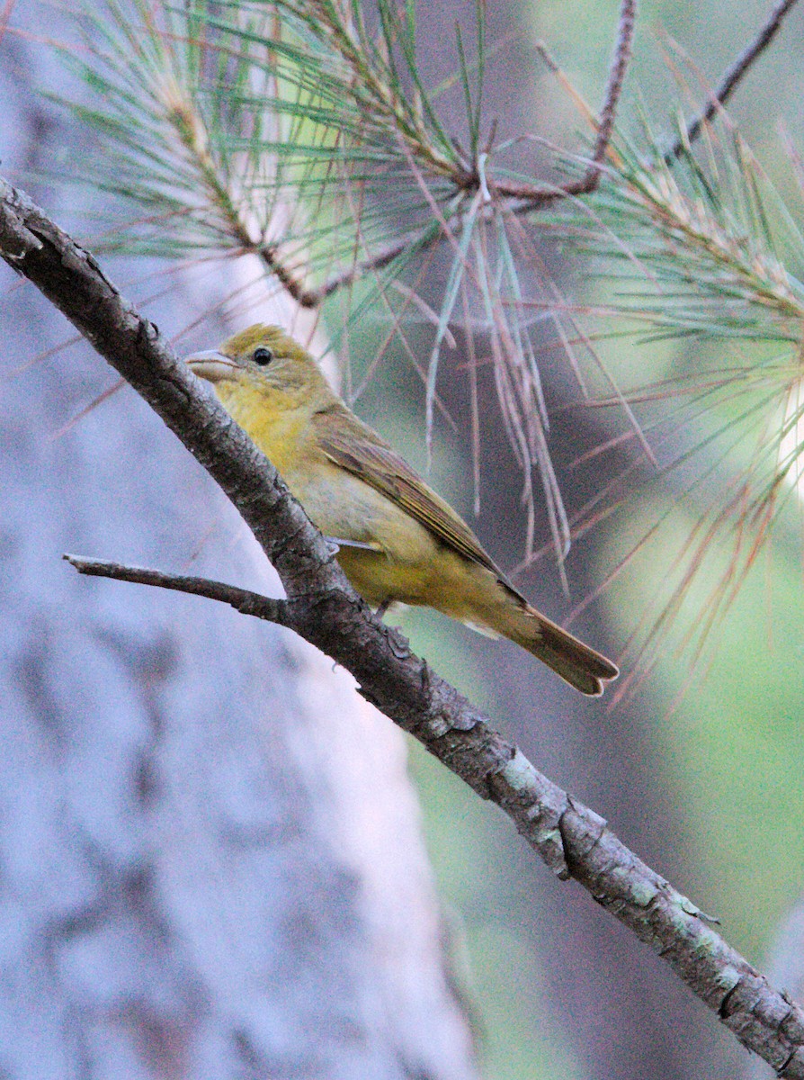 Piranga gorria - ML636962042