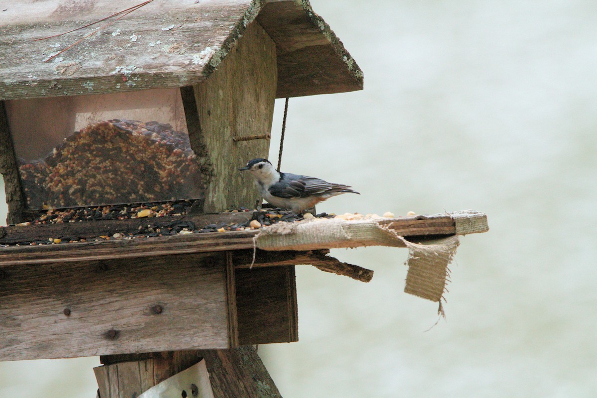White-breasted Nuthatch - ML636962117