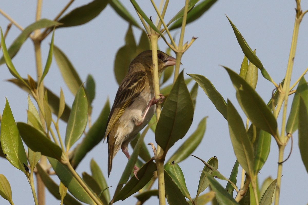 Rüppell's Weaver - ML636962120