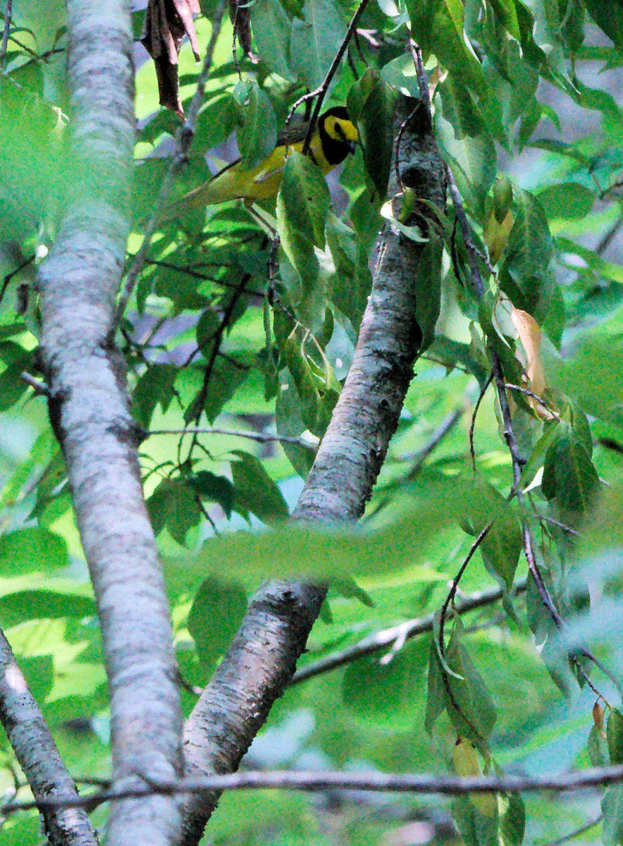 Hooded Warbler - ML636962128