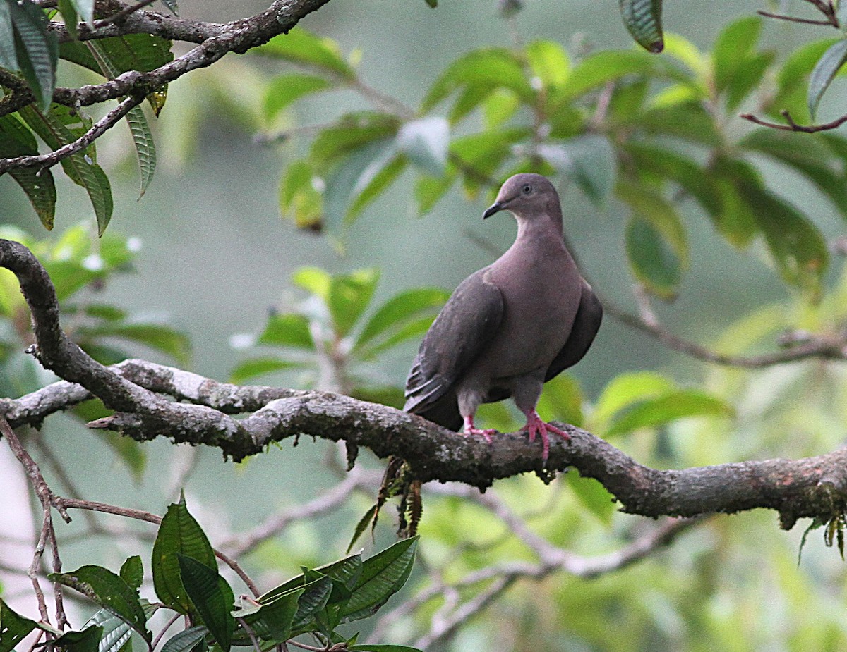 Plumbeous Pigeon - ML636962212
