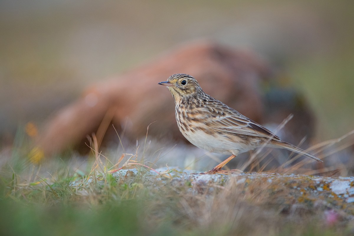 Short-billed Pipit - ML636962221