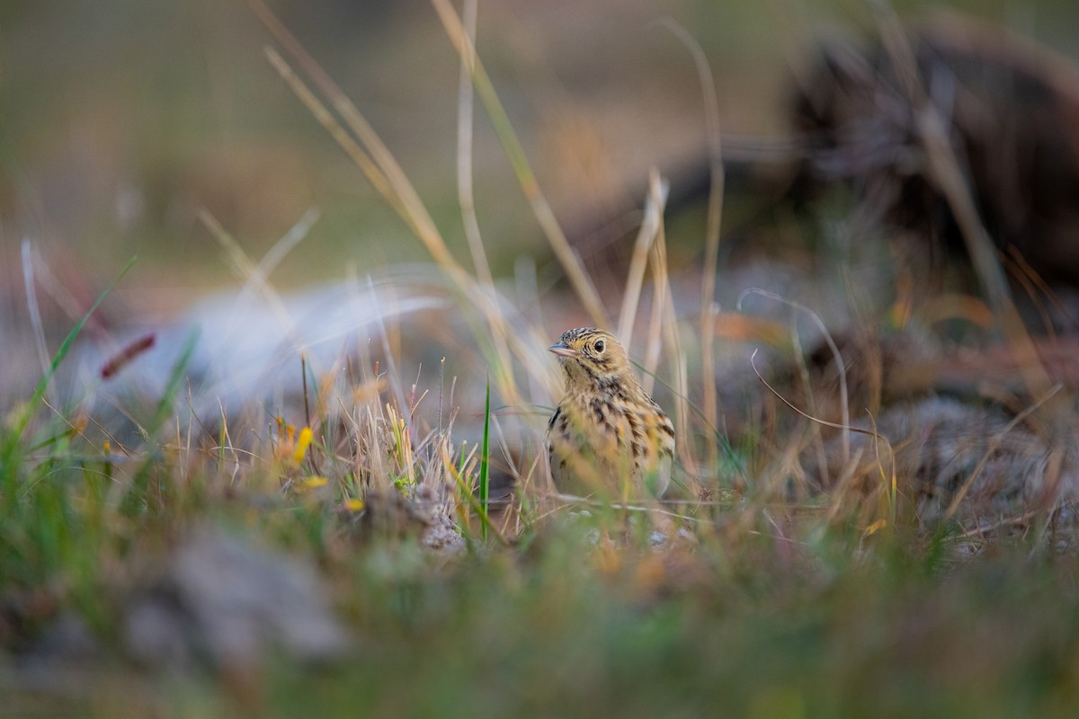 Short-billed Pipit - ML636962222