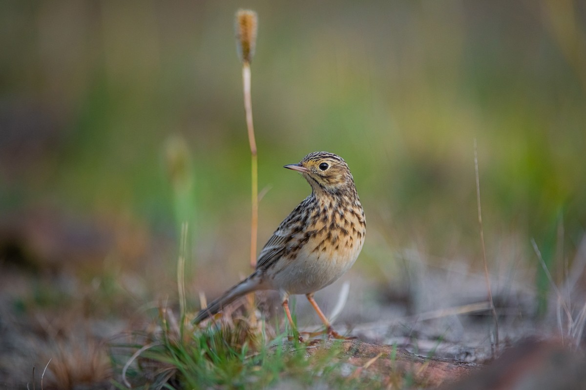 Short-billed Pipit - ML636962223