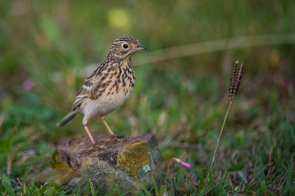 Short-billed Pipit - ML636962224