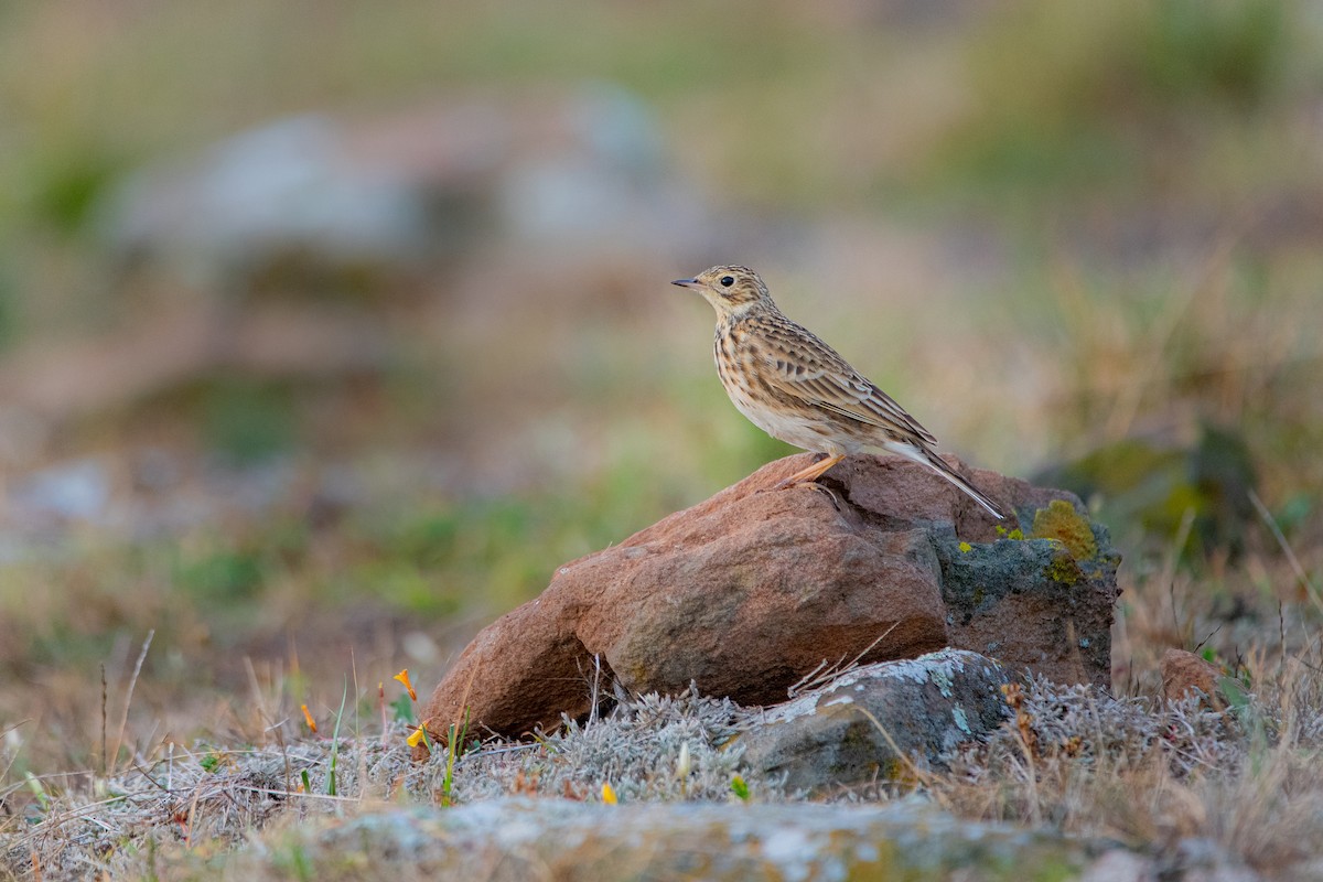 Short-billed Pipit - ML636962225
