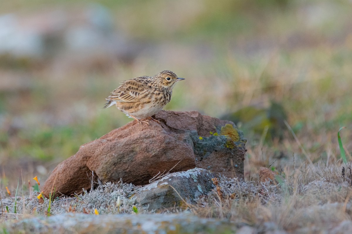 Short-billed Pipit - ML636962226